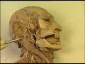 Dissection du corps humain commente  tte vue ventrale et latrale