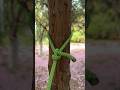 The 3-Second Grip ⛓️ Mastering the logic that lock tightly on trees.