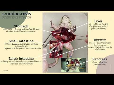 กายวิภาคกบ วิชาชีววิทยา ม.5 — Transcript