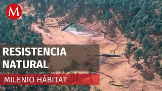 Río Magdalena: último río vivo de la Ciudad de México | Milenio Hábitat