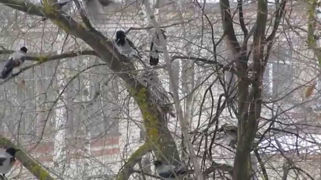 Сова против стаи галок в городе - YouTube