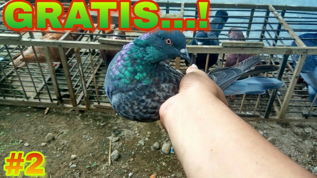 Download Merpati Bandangan Metris Tlampik Burung Merpati Nyasar