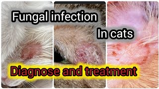 FUNGAL INFECTION IN CATS | HOW TO DIAGNOSE AND TREAT RING WORM IN CATS AND KITTENS?