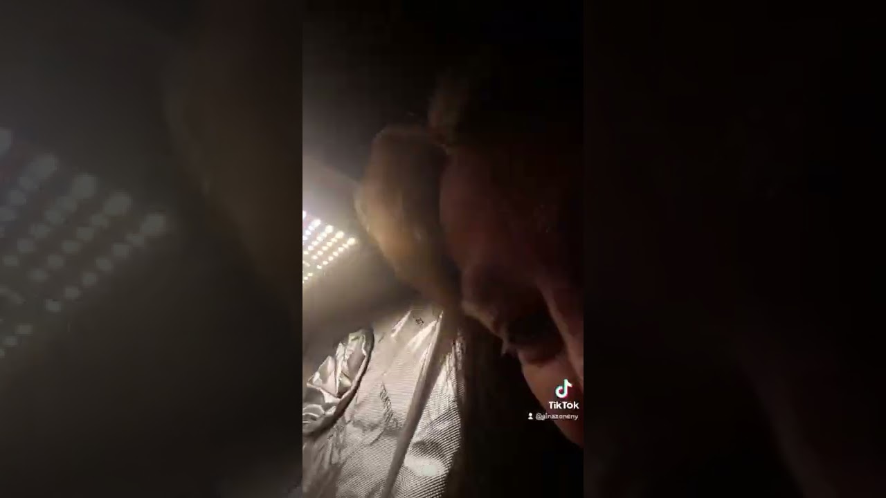 white room aci tent peek 70s music edition ✌🤘🎵💃😁 boomer learning series