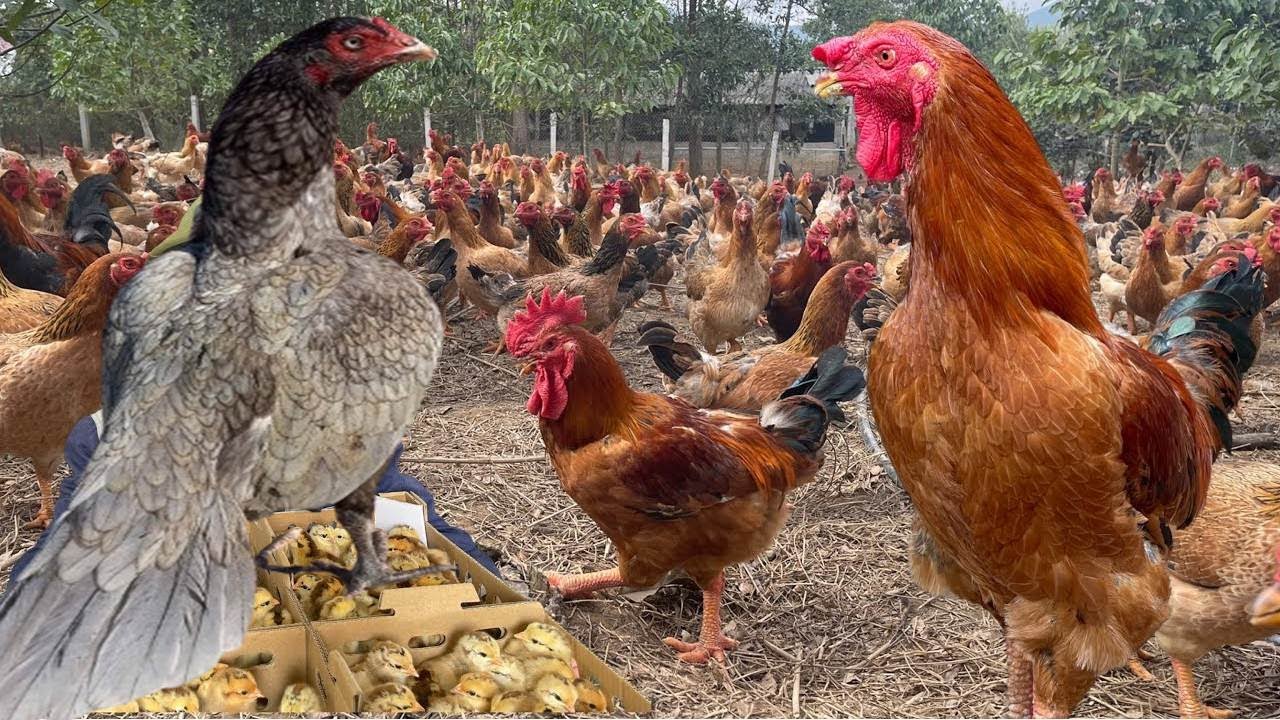 roosters fighting for dominancebest roosters for backyard chickens