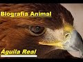 Biografía Animal - Águila Real - Mexicana