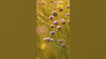 Upgrade your photos with a black diffusion 1/4 filter - low contrast, high impact!