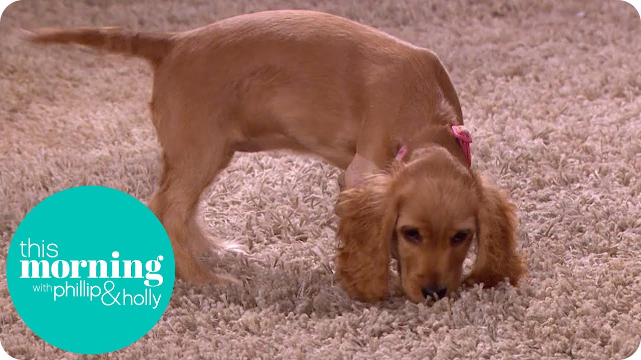 Wanda The Wonky Dog Is Looking For A Home | This Morning