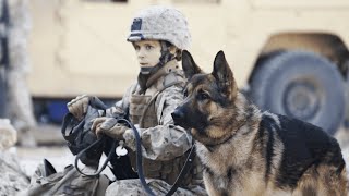 【战犬瑞克斯】女孩驯服了最凶猛的战犬他们还救了上万人的性命真实故事改编「一语道破电影」