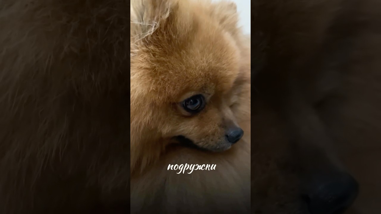 🦊ПОДПИШИСЬ, здесь много полезного контента!