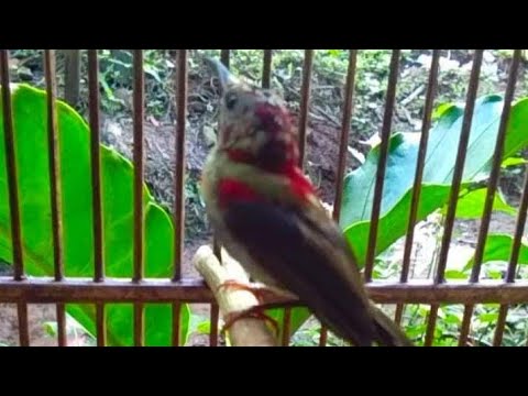 Suara Crecetan Kolibri sepah raja untuk pancingan