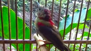 Suara Crecetan Kolibri sepah raja untuk pancingan