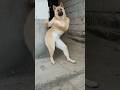 dog dance funny video #shorts #dog #shortvideo #ai