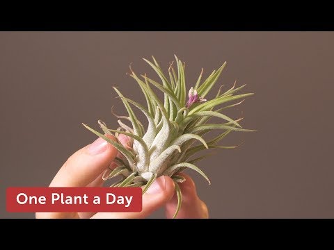 Video: Sky Plant Bromeliads - Cách Trồng Cây Bầu trời Tillandsia