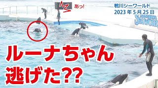 ショーが始まるのに、ルーナちゃん逃げた？？【2023年5月25日】鴨川シーワールド