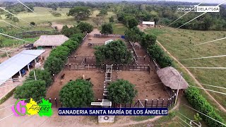 BETULIA 2O23 Toros de la Ganaderia Santa Maria de los Ángeles de Garibaldi Hoyos