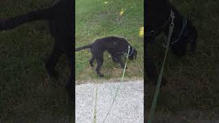 Functional Reinforcers