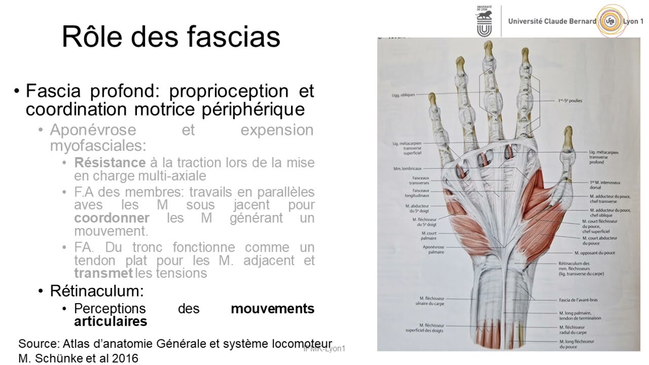 Le système fascial, un réseau structuré pour une adapta… — Transcript