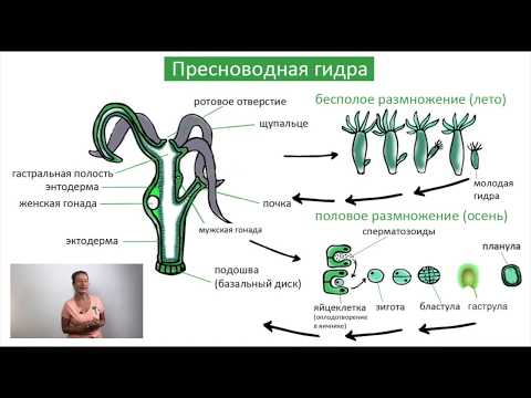 Класс Гидроидные / Жизненный цикл / Биология онлайн с Александрой Соболевой