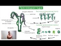 Класс Гидроидные / Жизненный цикл / Биология онлайн с Александрой Соболевой