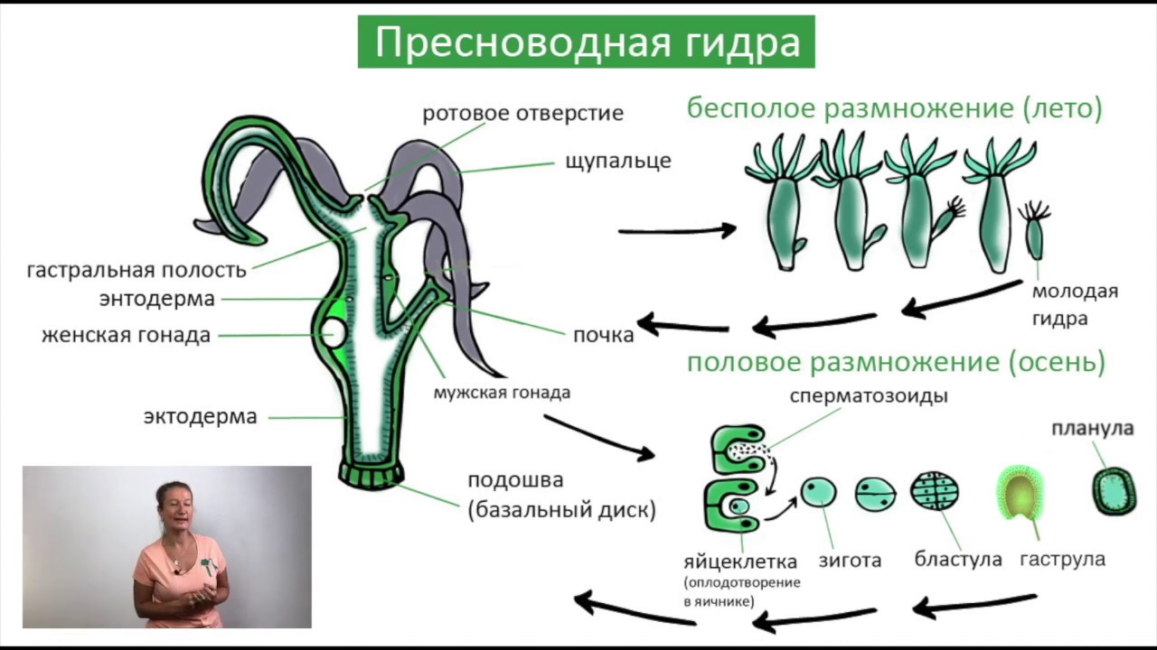 Контрольная работа: Жизненный цикл Кишечнополостных Coelenterata.