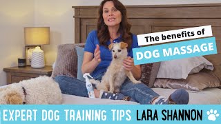 Benefits of massaging your dog by Lara Shannon 49 views 1 year ago 2 minutes, 1 second