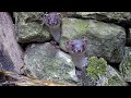 Hand-Reared Stoat Babies Learn Lessons for a Life in the Wild