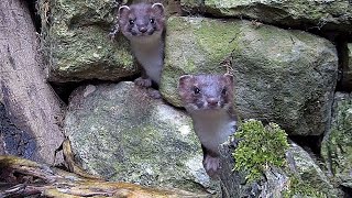 HandReared Stoat Kits Prepare for the Wild | Rescued & Returned to the Wild | Robert E Fuller