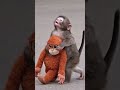He just wanted someone to hold... so he held a toy 🐒💔 #punch #monkey #shorts #viral #trending
