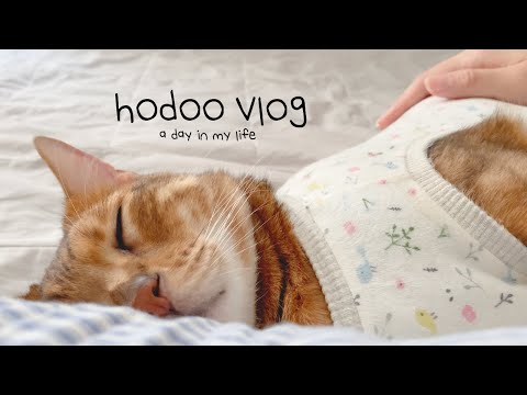 vlog. 나른하고 평화로운 고양이의 하루🐈