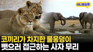 가뭄 속 유일한 물웅덩이 두고 싸우는 사자와 코끼리ㅣKBS 걸작 다큐멘터리 180601 방송