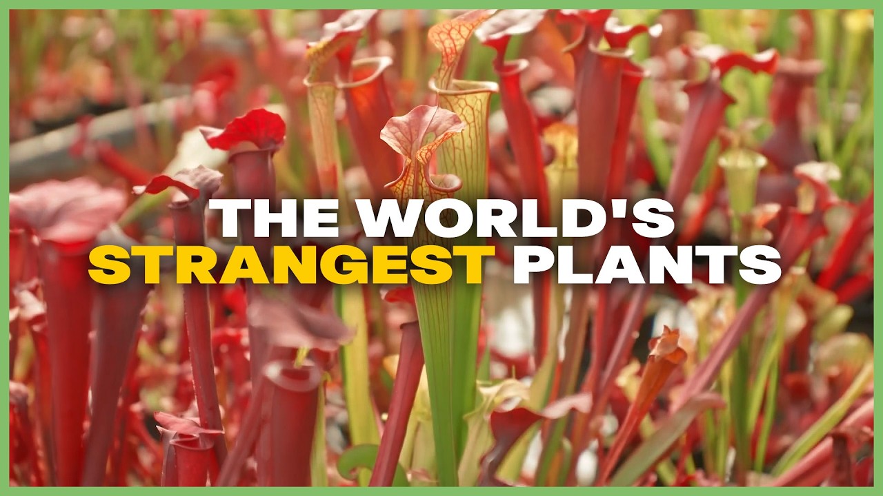 Carnivorous Plants: Bog Ecosystem Specialists
