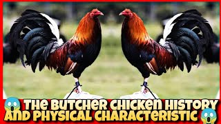 THE BUTCHER HISTORY AND PHYSICAL CHARACTERISTICS.