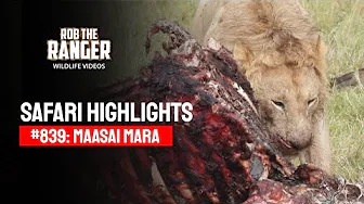 Safari Highlights #839: 11 & 12 September 2025 | Lalashe Maasai Mara | Latest #Wildlife Sightings thumbnail