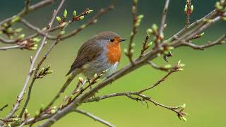 Sleep Stories for Grown-Ups: 2 The Man Who Fed Birds