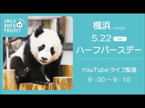Live配信 パンダの赤ちゃん 楓浜 ハーフバースデー Youtube Live配信 パンダの赤ちゃん 楓浜 ハーフバースデー Youtube