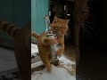 This Cat Has a Side Hustle You Never Expected 🐱💼✨ #shorts #cats