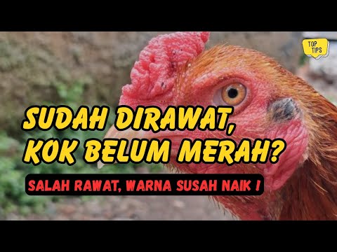 Cara Memerah Kan Ayam