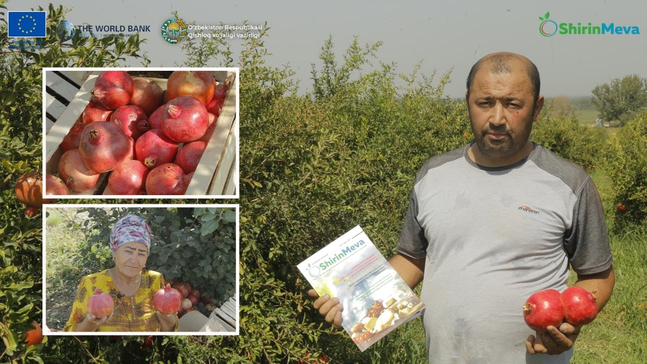 Кузнинг ҳосилдор меваси –Қуванинг данаксиз анори