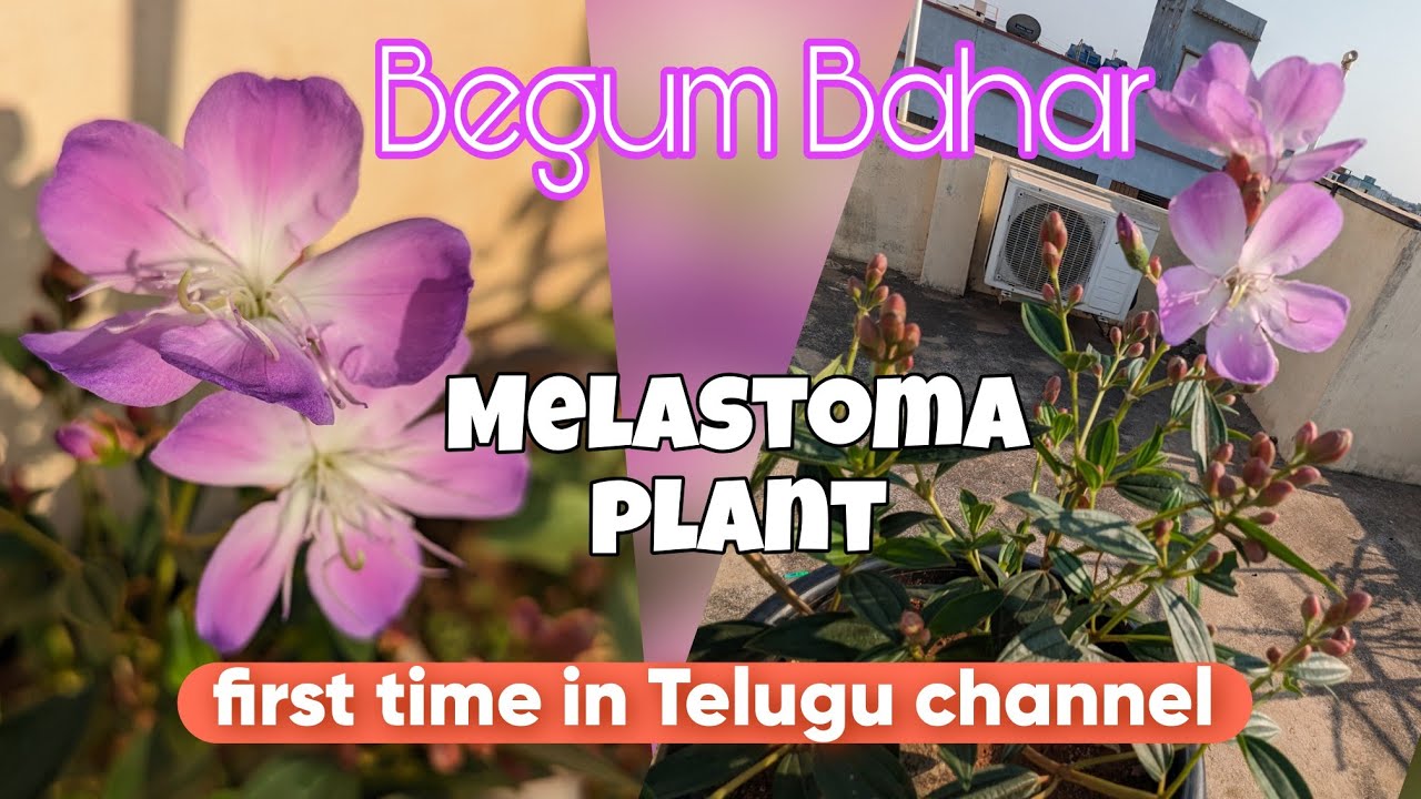 Begum Bahar ,melastoma plant care in Telugu / flowering plant care & fertilizer