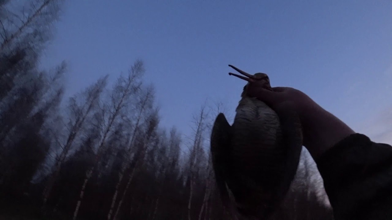 Лесной кулик объект спортивной охоты