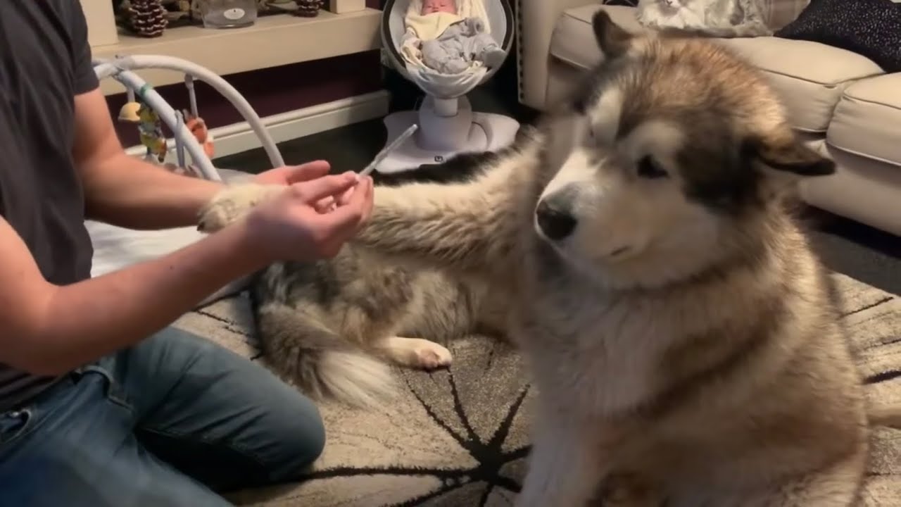 Sweetest Dog Takes His Medication (Cutest Ever!!)
