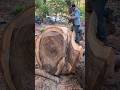 Una rama enorme😬#woodwork #chainsaw #asmrvideo