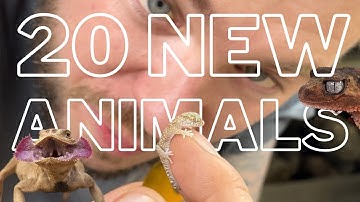 UNBOXING 20 NEW ANIMALS! Reptile show pick ups!