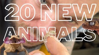 UNBOXING 20 NEW ANIMALS! Reptile show pick ups!