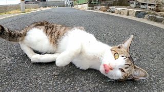 道端にいた子猫をナデナデしたらゴロゴロ言いながら擦り寄ってきてカワイイ