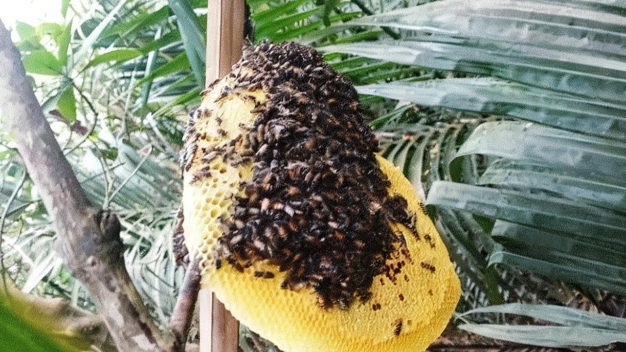 vào rừng bần bắt ông  và đào hang bắt nha