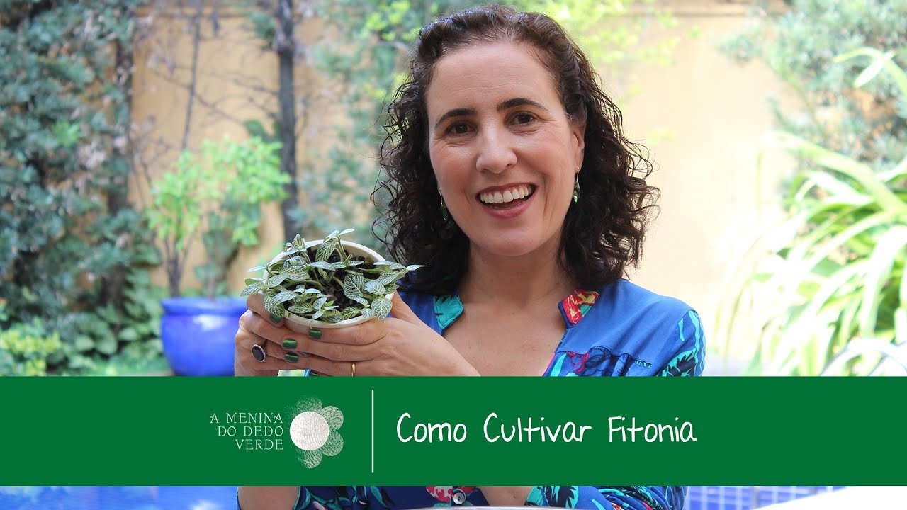 Nô Figueiredo Ensina Como Cultivar Fitônia