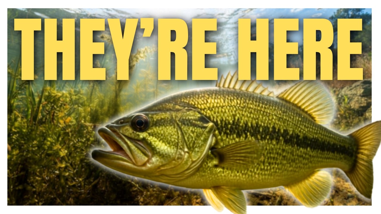 Fall Bass Fishing Gets Easier When You Find THIS