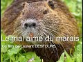 Le mal aim du marais  le ragondin  nutria